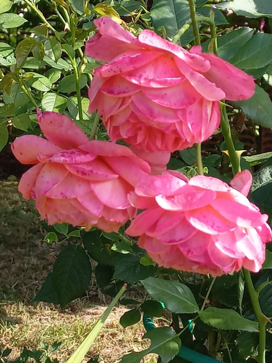 Роза Саммер Сонг (Summer Song), английская роза.