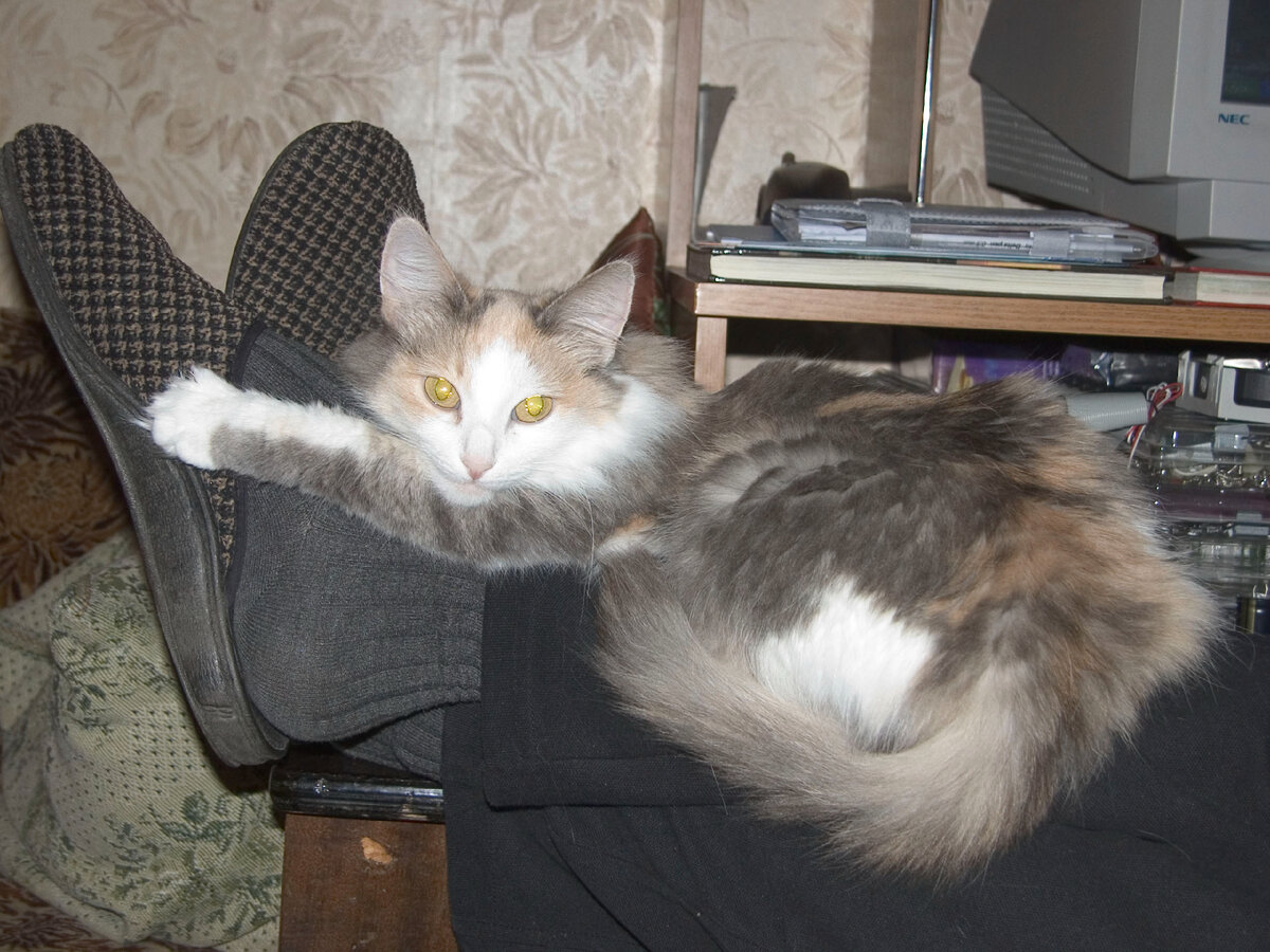 Дашенька -так она любила пристроиться на ногах у мужа, сидящего вечером за компом