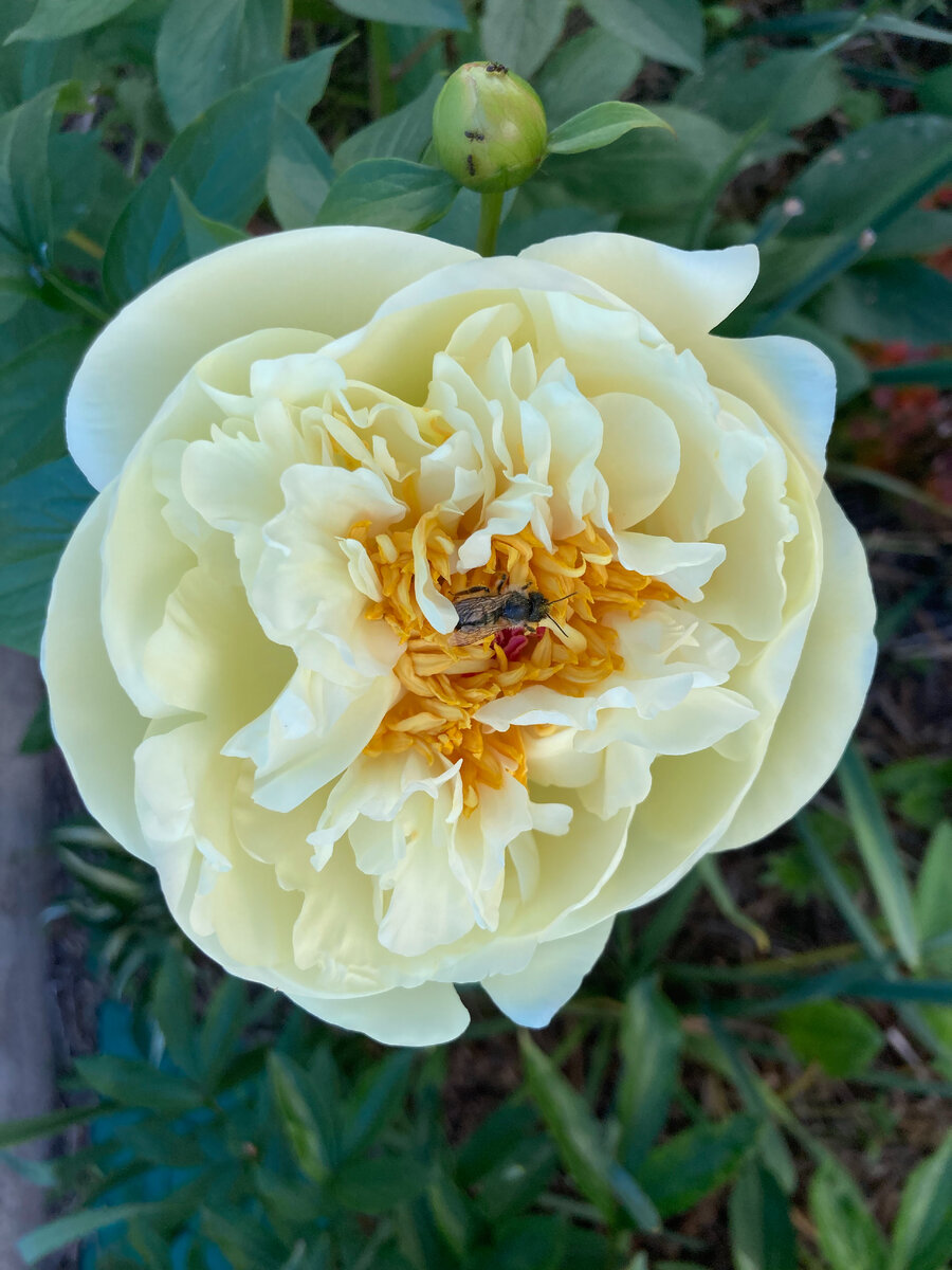 Lemon chiffon, фото из личного архива