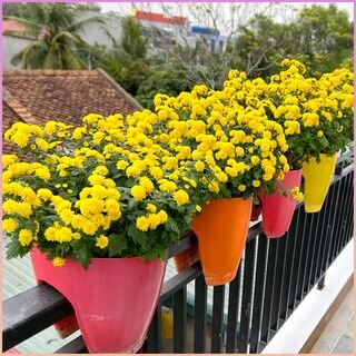 Это цветок, который стоит выращивать, отличная идея для балкона и помогает улучшить сон.