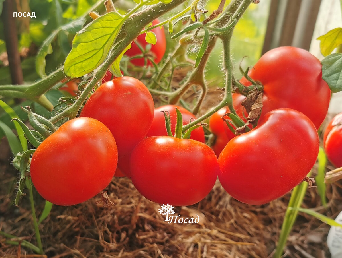 Вкусные помидорки, которые можно есть прямо так, с куста.