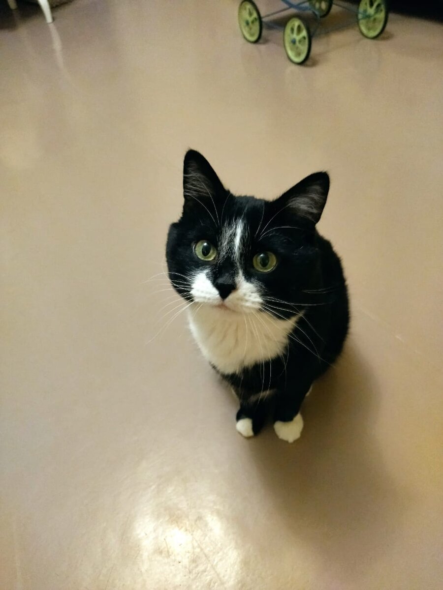 Барселона. Кот Барселона. Каков красавец! Любимец женщин и детей!