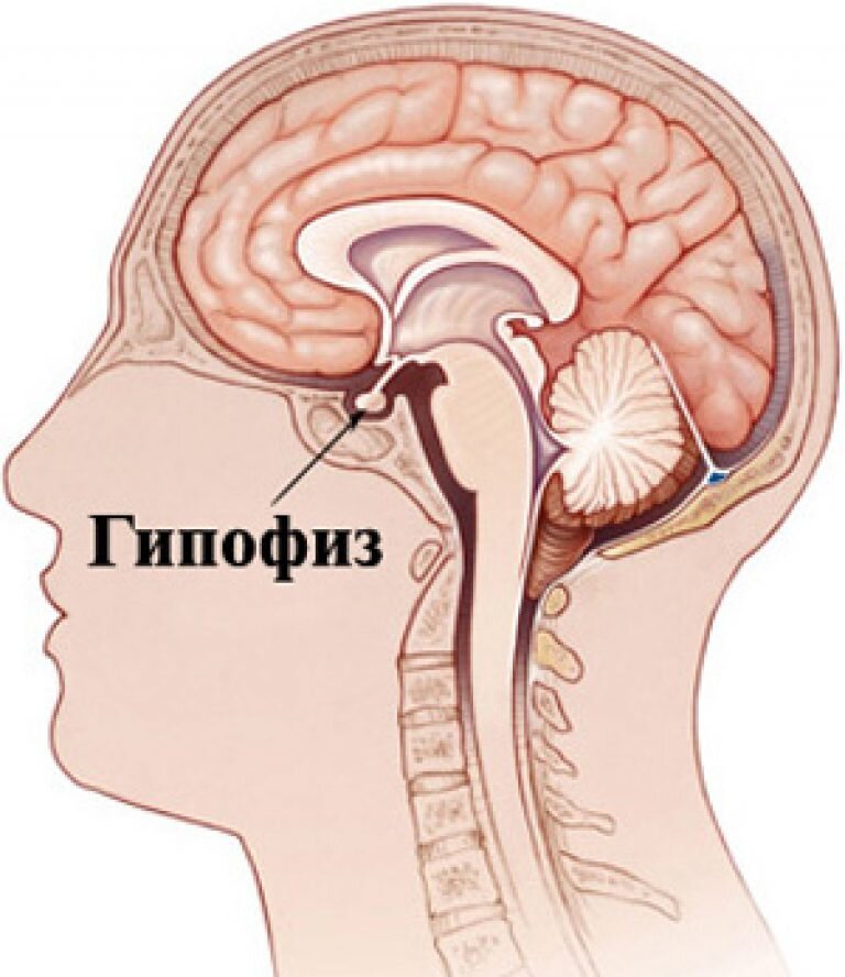 Гипофиз рисунок с подписями