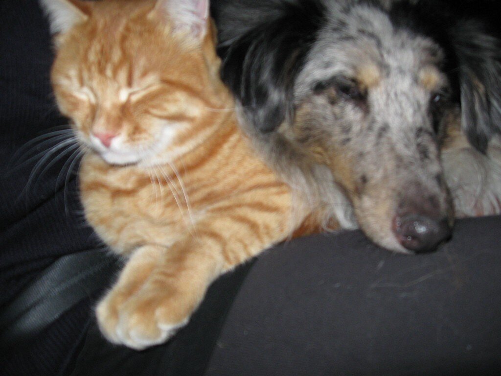 Тигруша и Миша