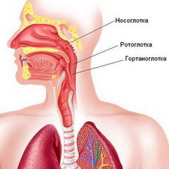 Краткая анатомия верхних дыхательных путей