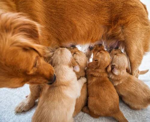 4. Неправильное кормление