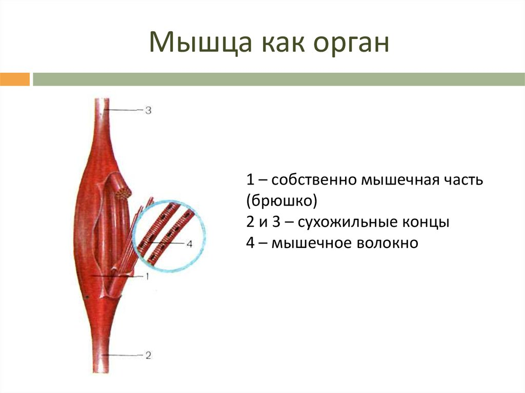 Мышечный орган. Мышечное волокно, брюшко мышцы, сухожилие. Строение мышцы брюшко. Строение скелетной мышцы брюшко. Строение скелетной мышцы человека рисунок.