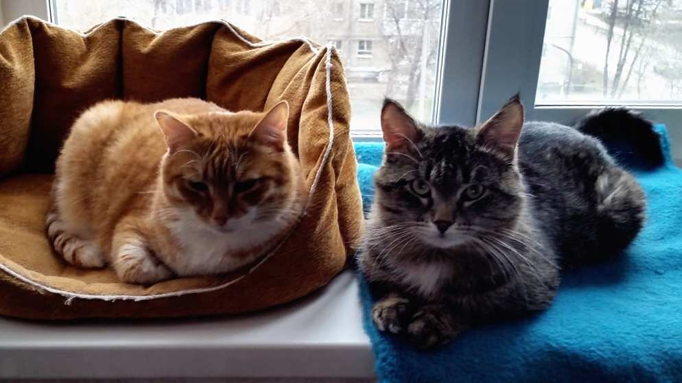 Вася и Тима ждут поездку на дачу