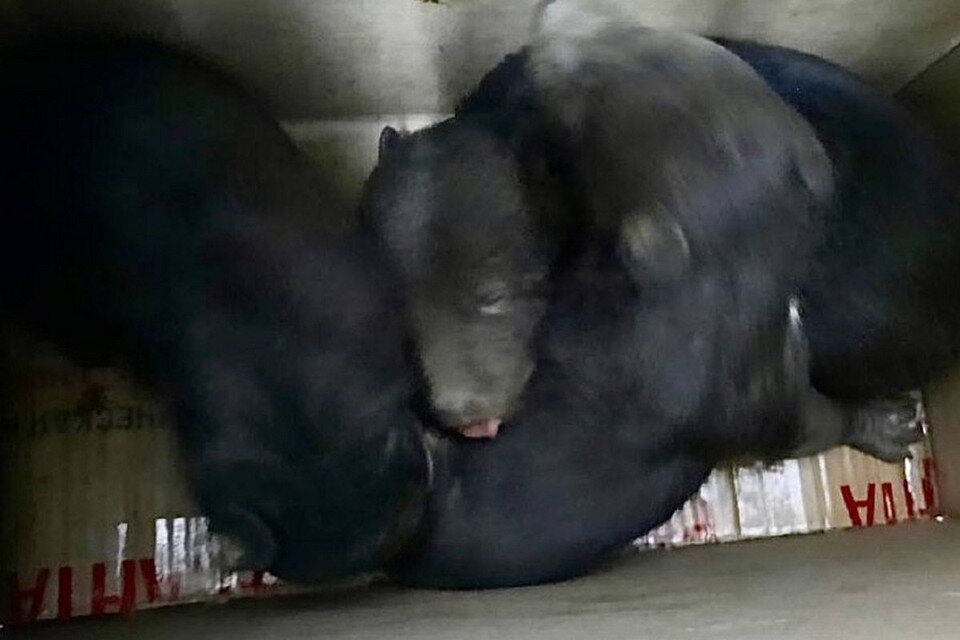     Приморские эксперты ухаживают за детенышами гималайского медведя. Фото: МРОО «Центр «Тигр»», Министерство лесного и охотничьего хозяйства Приморья.