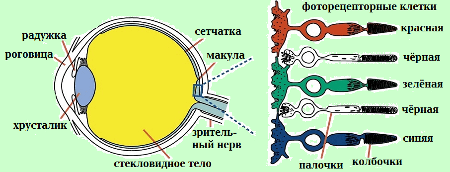 Строение глаза