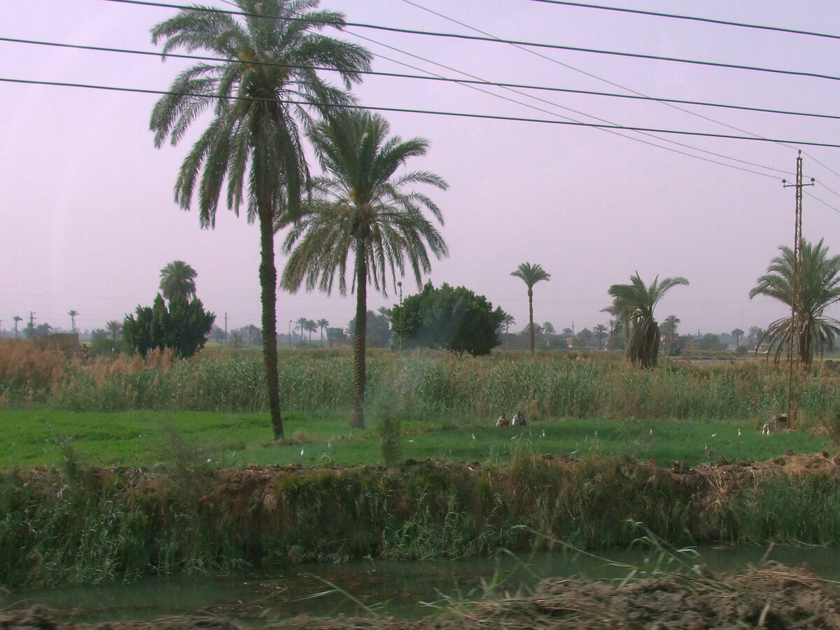 Даже не знаю, что происходит - два египтянина и цапли. Очень много цапель. Я насчитал 12 особей.