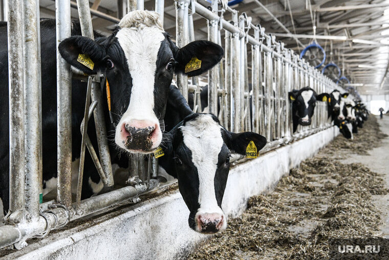    Фермерское хозяйство в ХМАО продается за 35 млн рублей