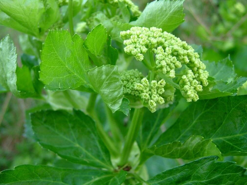 Народное лечение алкоголизма.