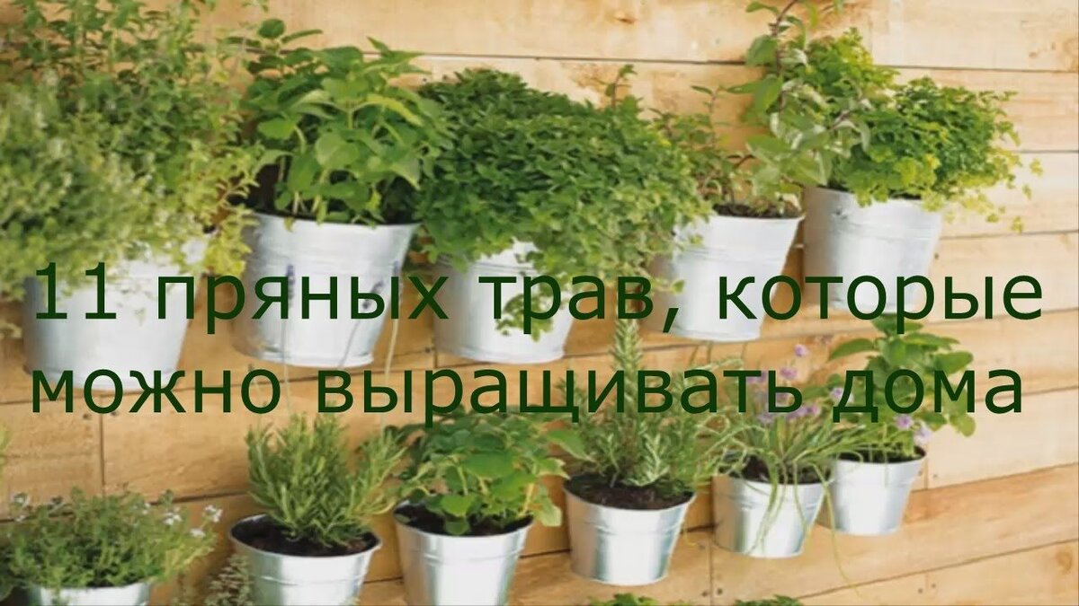 Газон своими руками: 13 полезных советов по посеву и уходу