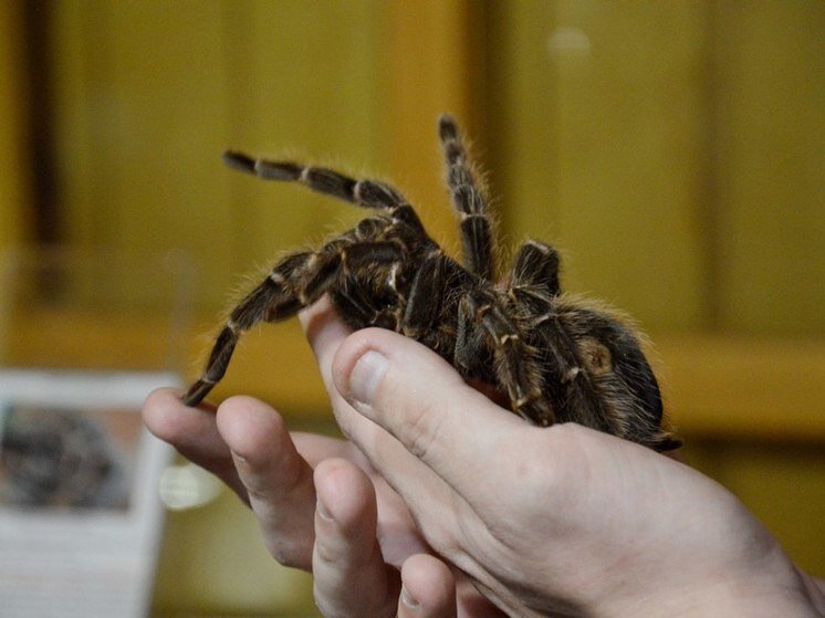     ФОТО: ПРЕСС-СЛУЖБЫ МУЗЕЯ УСАДЬБЫ В.П СУКАЧЕВА