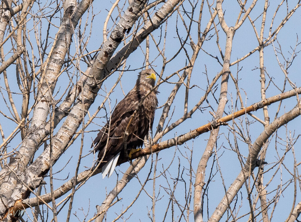 Орлан-белохвост в Казахстане, фото Виктора Колесникова