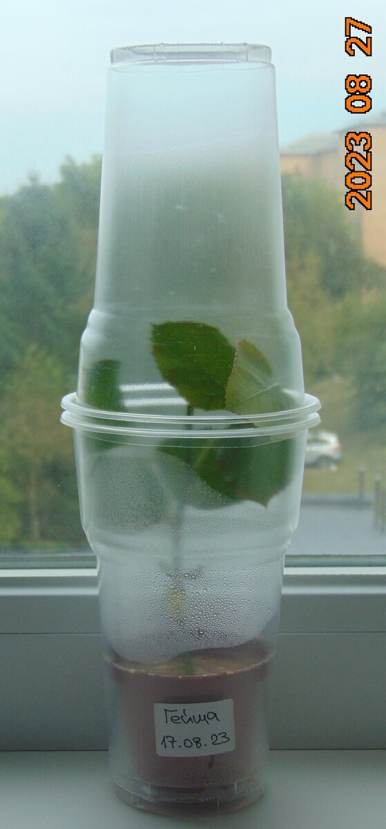 Черенок розы Гейша через 10 дней после начала эксперимента