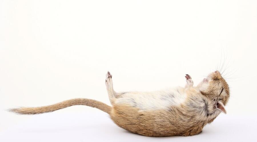    Квартирант, или Какие бывают жильцы? Фото: по лицензии PxHere