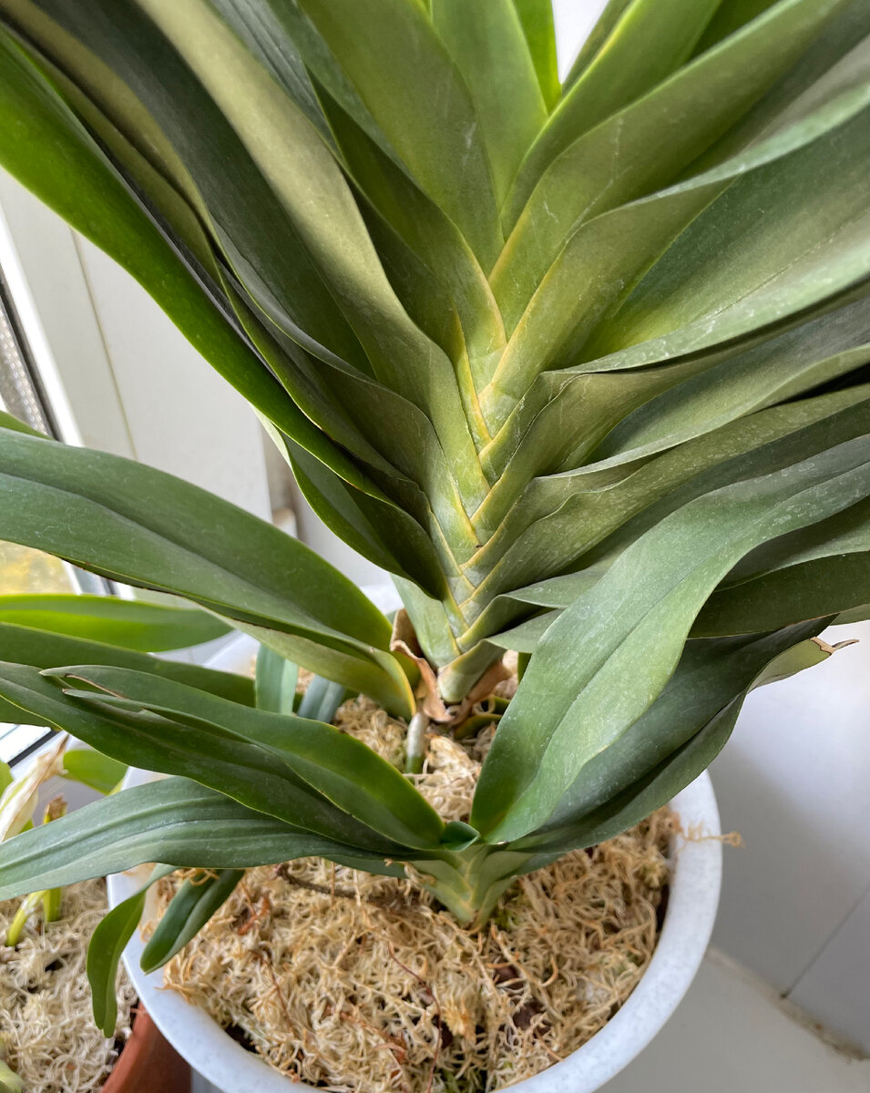 Ангрекум. Детки с мамкой растут в одном горшке, не рассадила.