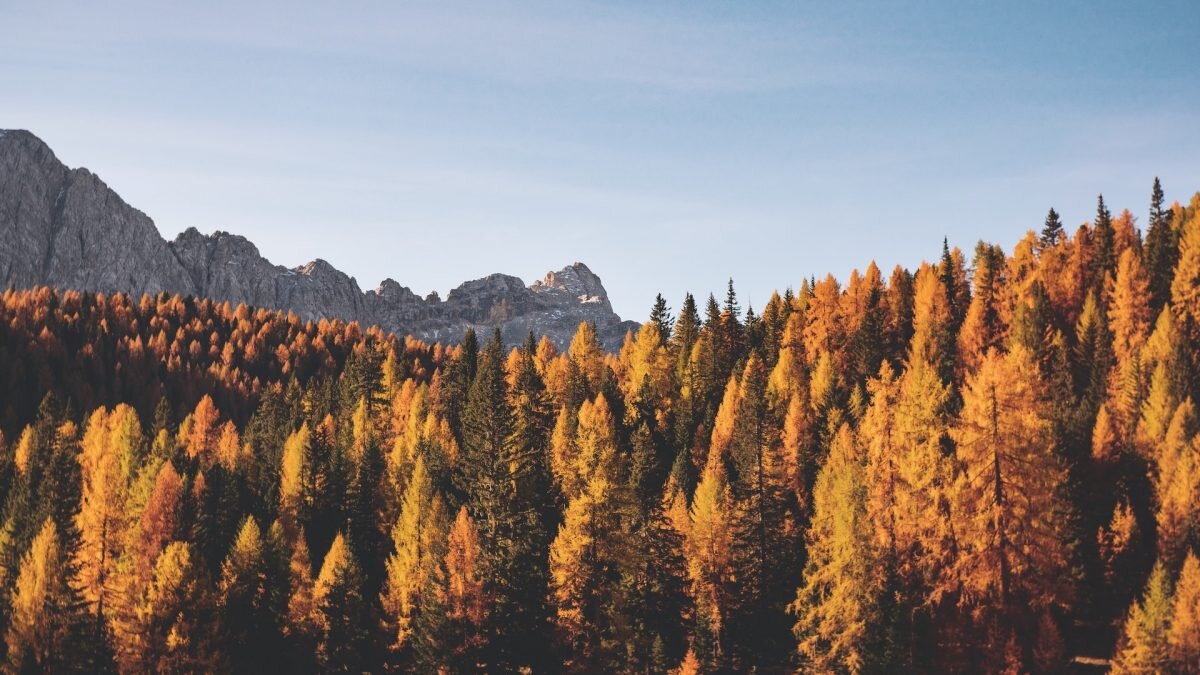    Фото: Federica Galli / Unsplash Амин Абдулманов