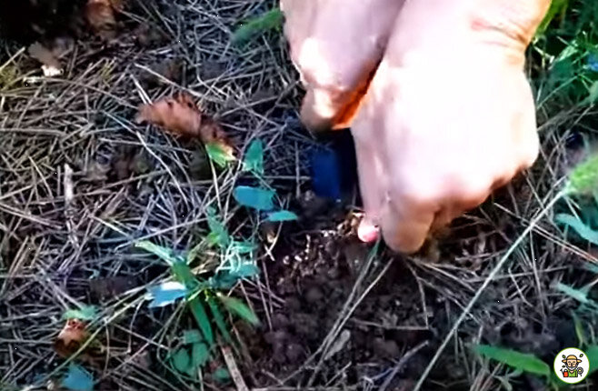 Уничтожаем вьюнок