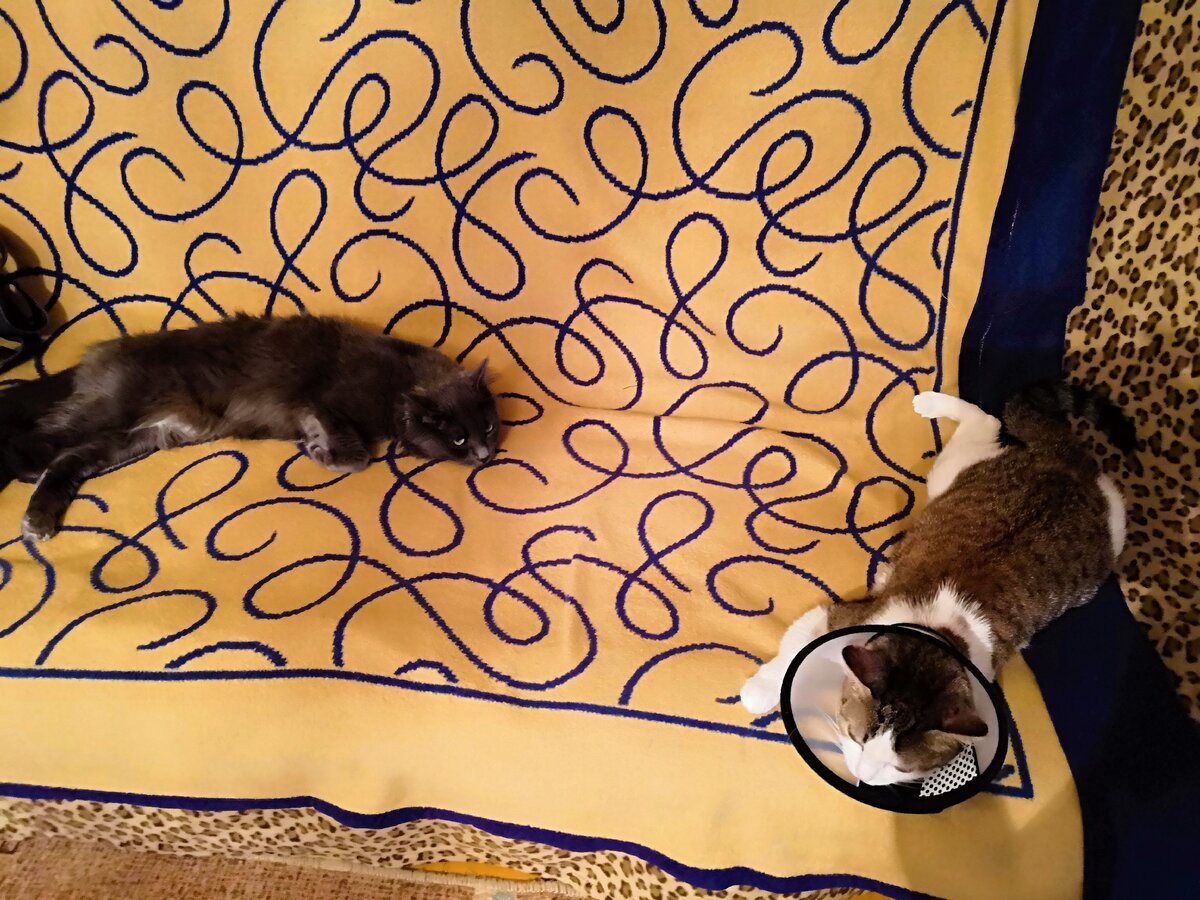 Пуся и страдающая Муся в воротнике.