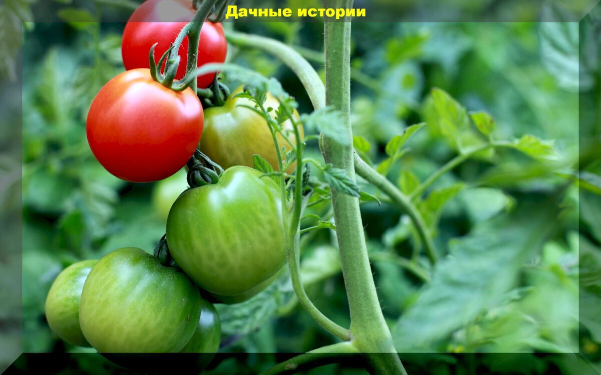 https://vk.com/photo-159774511_457243994