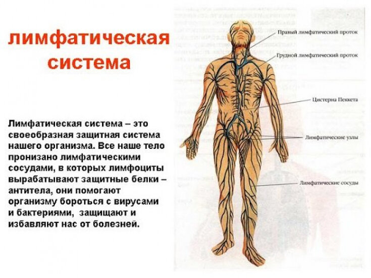 Особенности лимфодренажного массажа ног и бедер