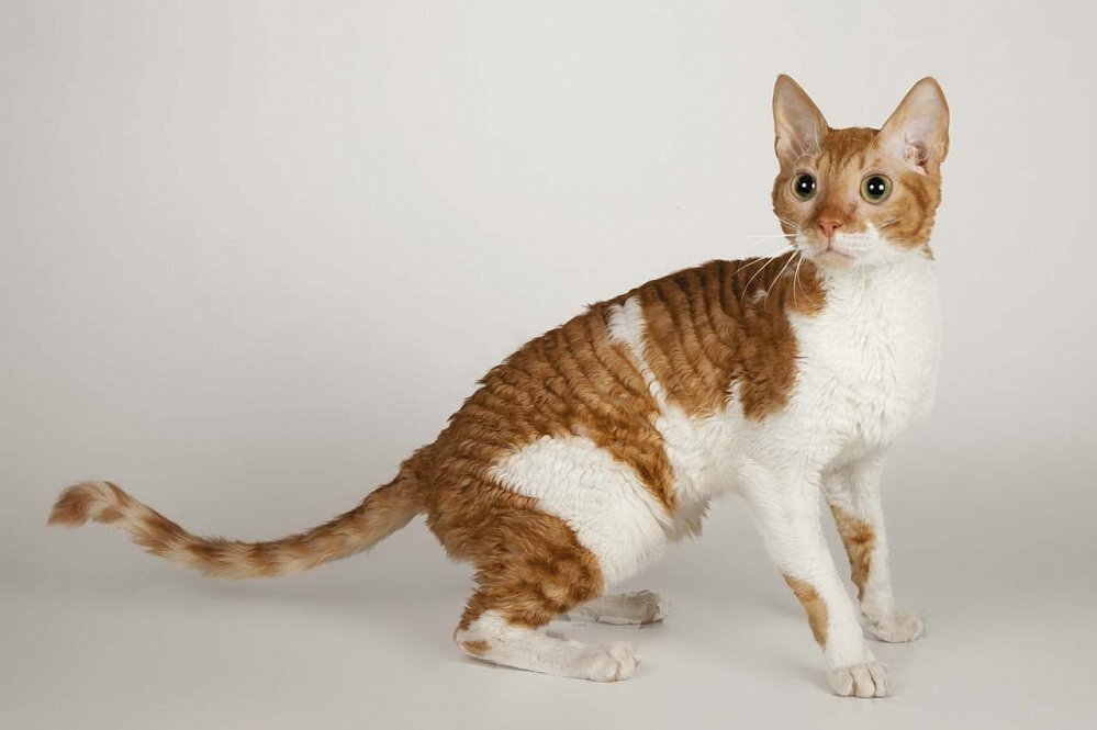 Фото уральского Рекса 