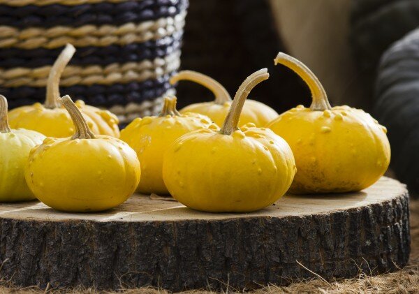 Родина тыквы – материки Южной и Северной Америки. Наверное поэтому, этот овощ у американцев популярен до сих пор. его подают даже в ресторанах. Ничего нет вкуснее правильно приготовленного пирога с тыквой или тушеной баранины, в которую этот овощ кладут вместе с помидорами и перцем. Но сегодня предлагаю вам рецепты попроще, все таки тыква не только полезный, но еще и дешевый овощ.
