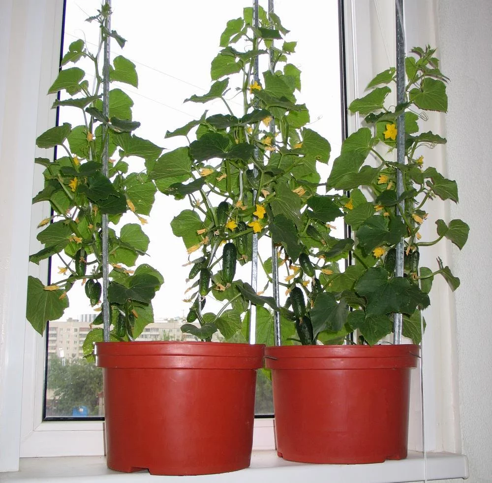 Огурцы на подоконнике 