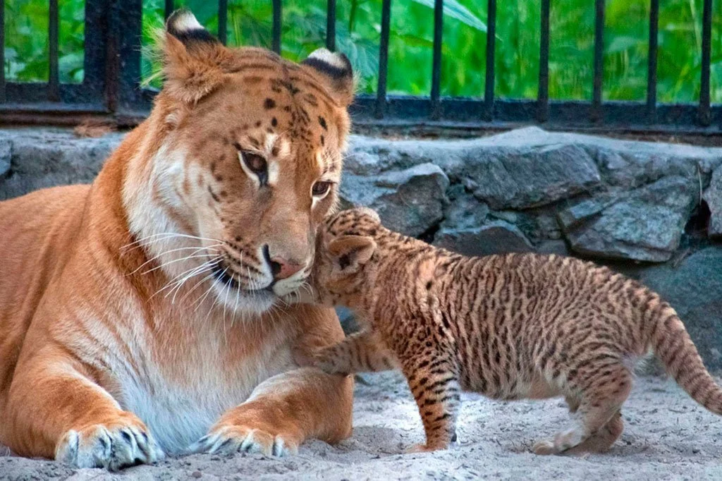 Гибриды кошачьих