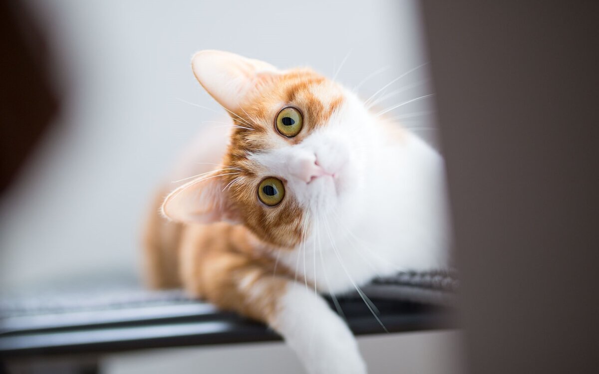 Это я считаю денежки от Дзена и пытаюсь придумать, на что потратить все эти 12 рублей