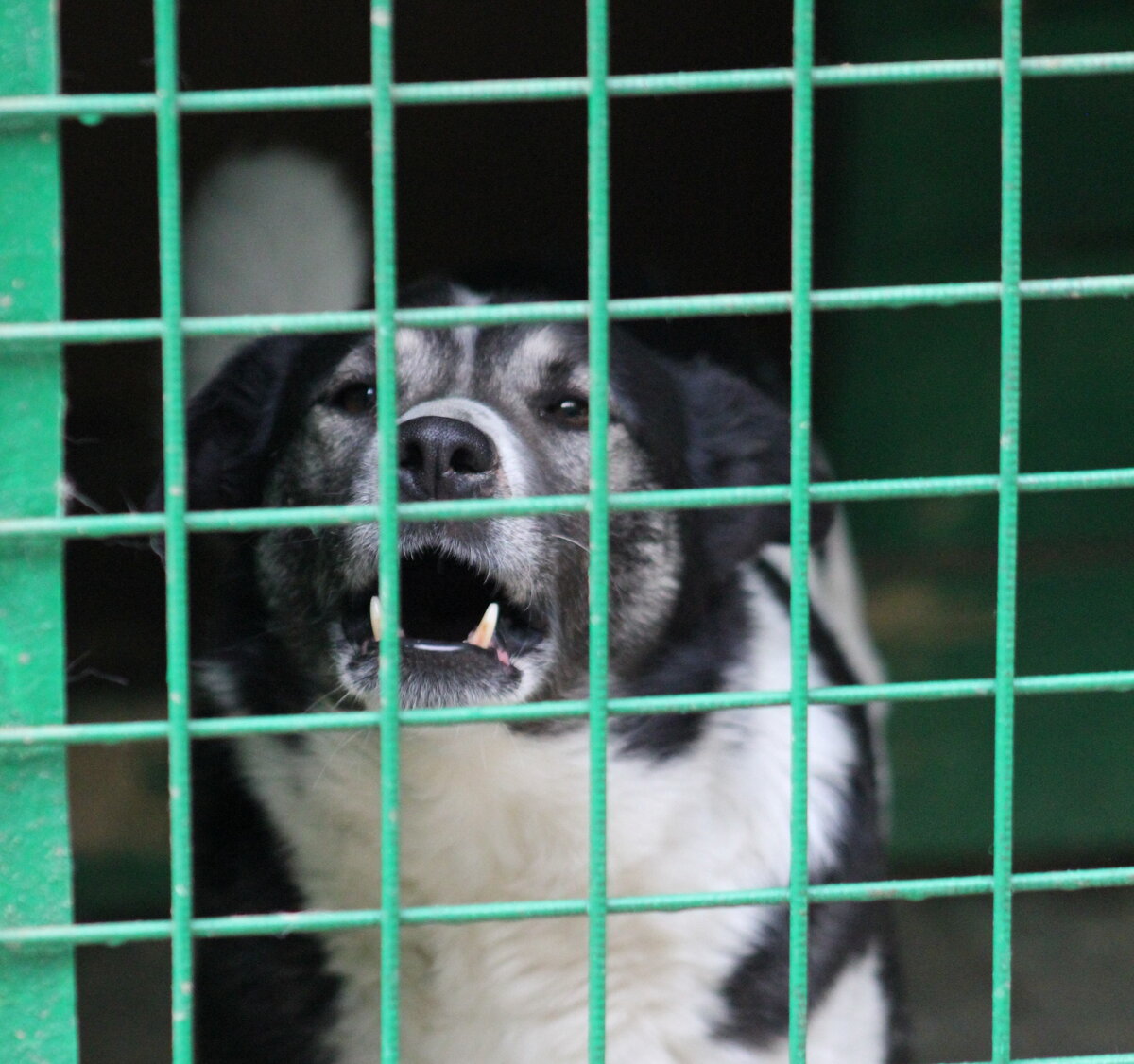 Одна чёрная с белым - Фос