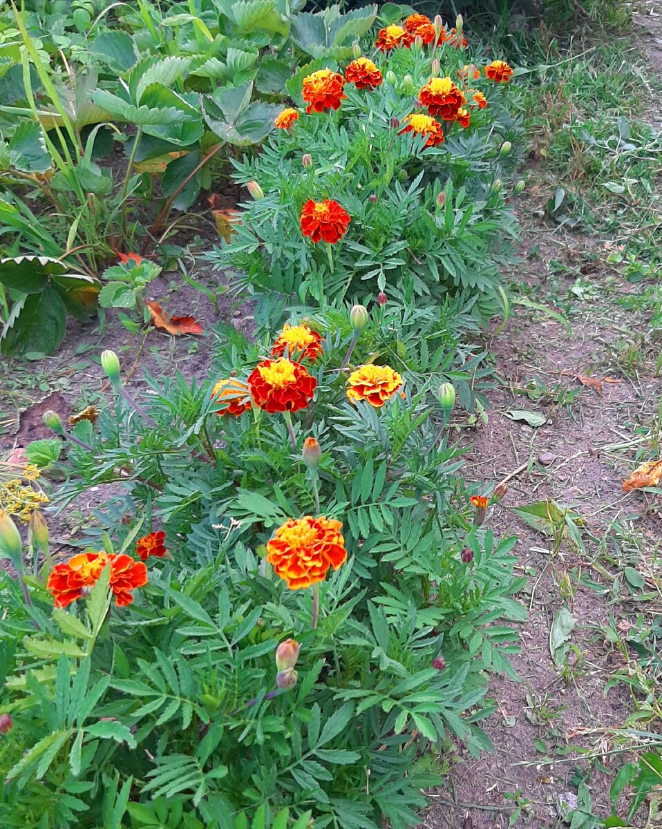 Бархатцы вдоль грядки.