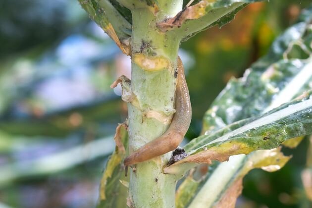 слизни уничтожают капусту