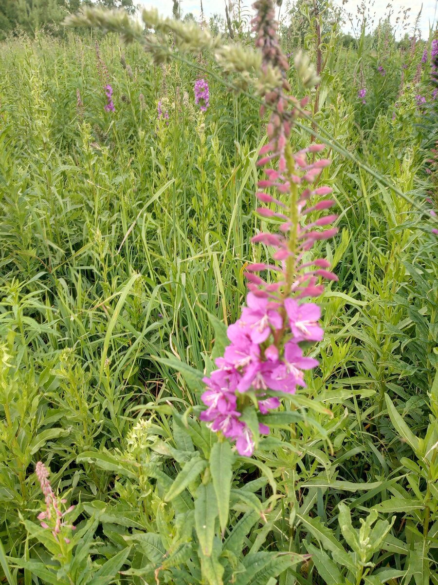 Цветы иван-чая