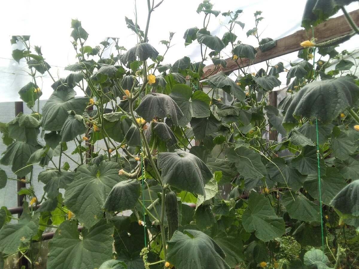 Огурцы страдают от жажды (фотография из личного архива)