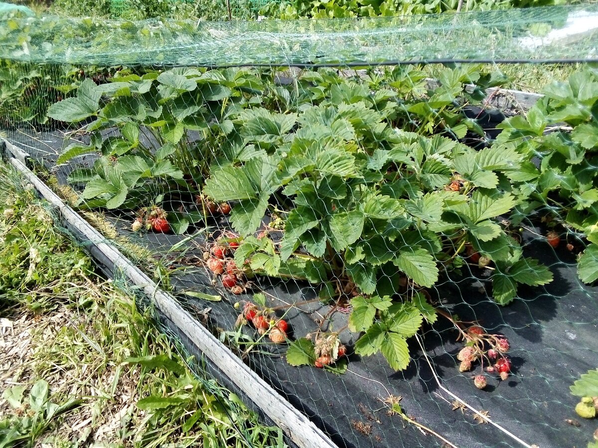 Сетки для клубники от птиц как натянуть и правильно накрыть с помощью опор Особенности защиты ягод защитной сеткой 23 фото