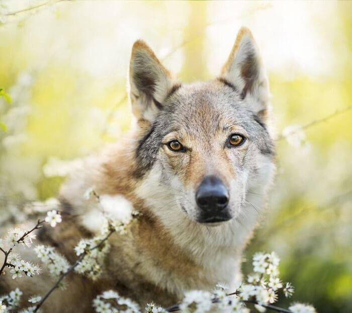 Для выведения чехословацкого влчака (таково официальное название породы) 48 рабочих немецких овчарок скрещивали с четырьмя карпатскими волками. Поэтому животное сочетает в себе темперамент немецкой овчарки и сообразительность, силу и выносливость волка.