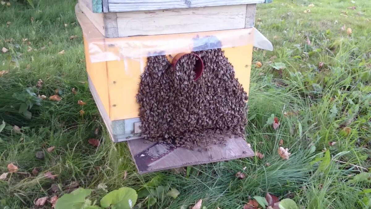 пчёлы во время жаркой погоды