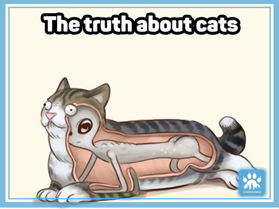 Фото из официального аккаунта Монти  https://www.instagram.com/monty_happiness/