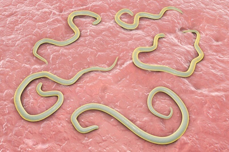 Паразиты в человеке