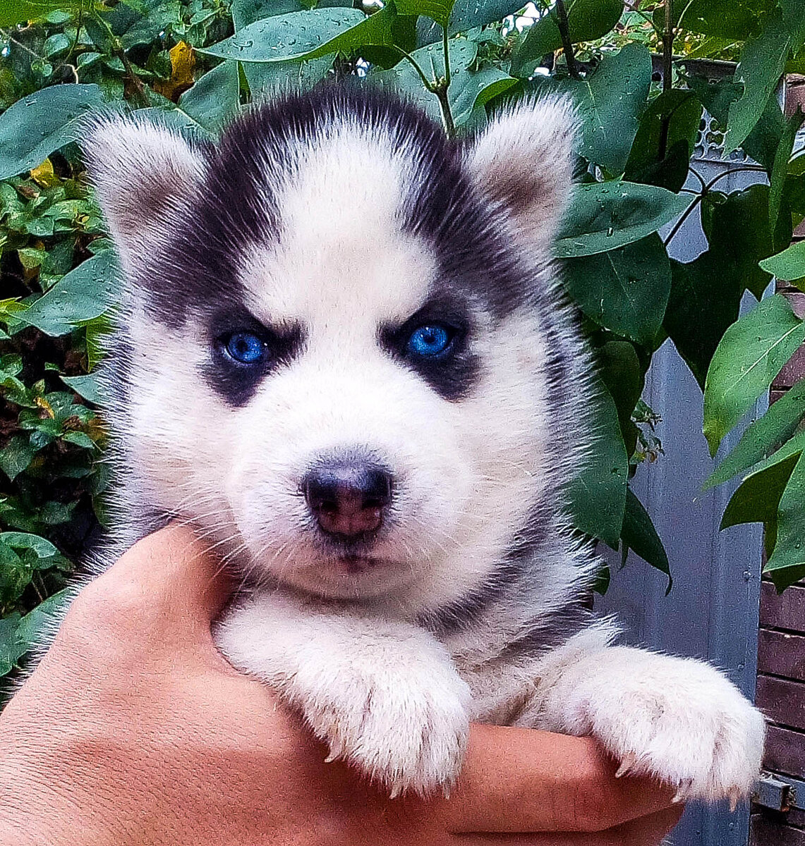 Щенок Сибирского Хаски