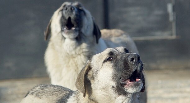 Чуть ли не в каждом дворе живут стаи беспризорных собак.Фото pixabay.com.