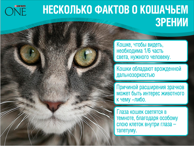 Зрение кошек. Факты о котах. Интересные факты о зрении животных. Несколько фактов о кошках. Факты о зрении кошек