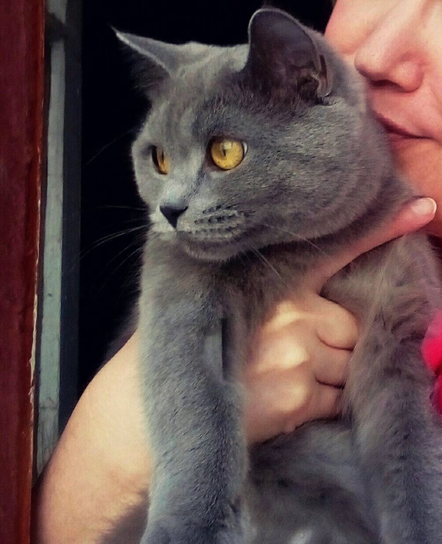 Мой меховая кукла - само спокойствие. Что бывает редко. Фото автора.