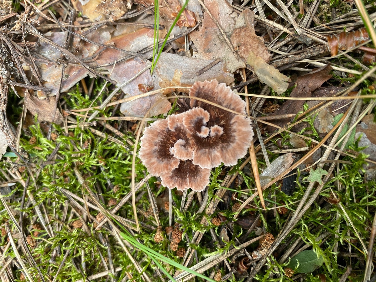 Грибы с ноготок 