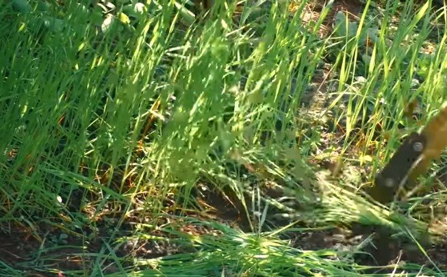 Овес на моем огороде