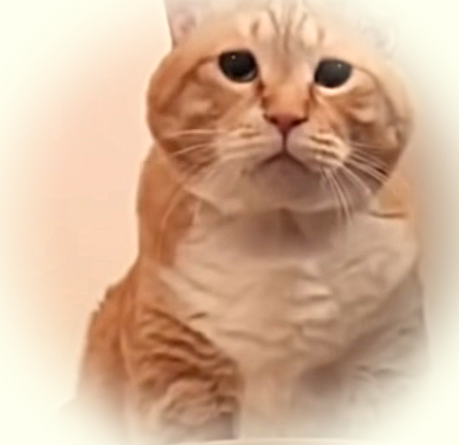 Смешные котики.